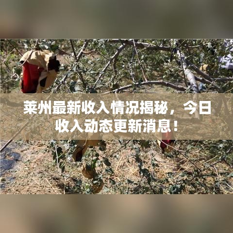 莱州最新收入情况揭秘,今日收入动态更新消息!