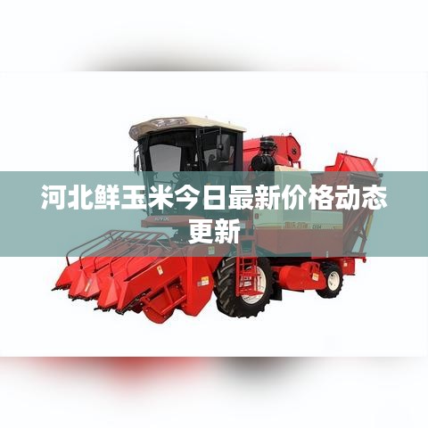 河北鲜玉米今日最新价格动态更新