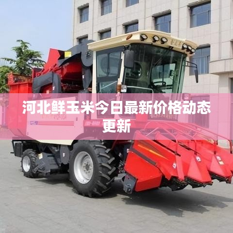 河北鲜玉米今日最新价格动态更新