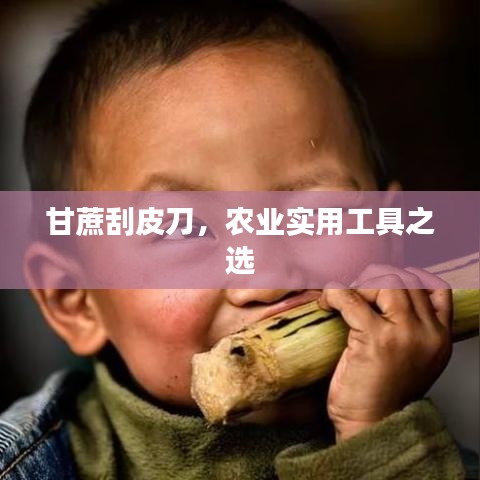 甘蔗刮皮刀，农业实用工具之选