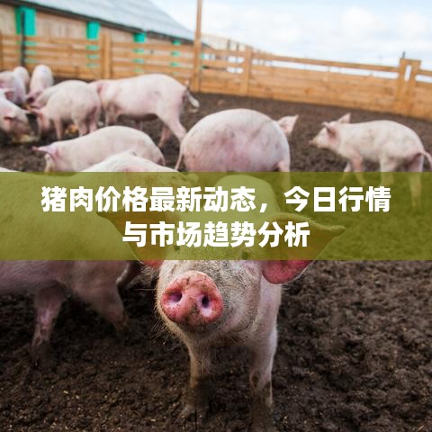 猪肉价格最新动态,今日行情与市场趋势分析