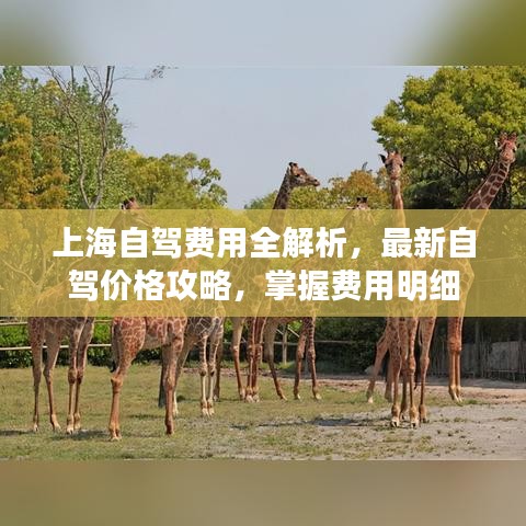 上海自驾费用全解析,最新自驾价格攻略,掌握费用明细