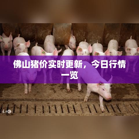 佛山猪价实时更新,今日行情一览