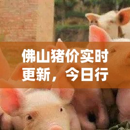 佛山猪价实时更新,今日行情一览