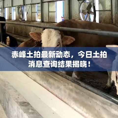 赤峰土拍最新动态,今日土拍消息查询结果揭晓!