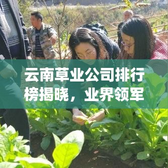云南草业公司排行榜揭晓,业界领军者一览