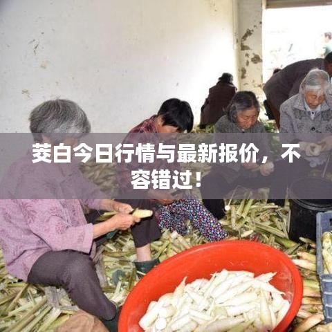 茭白今日行情与最新报价,不容错过!