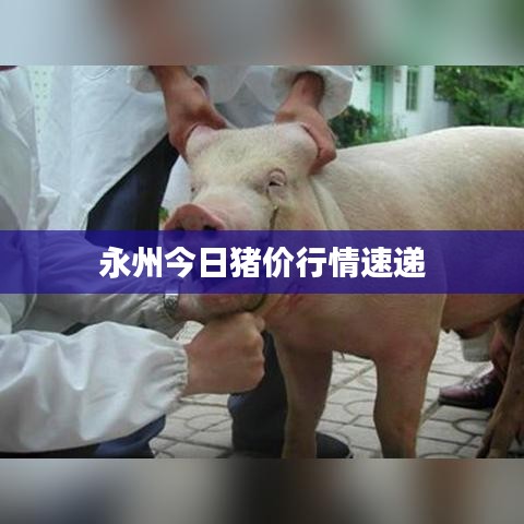 永州今日猪价行情速递