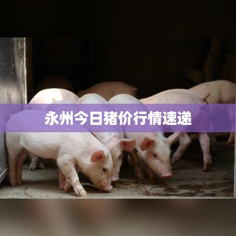 永州今日猪价行情速递