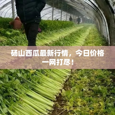 砀山西瓜最新行情，今日价格一网打尽！
