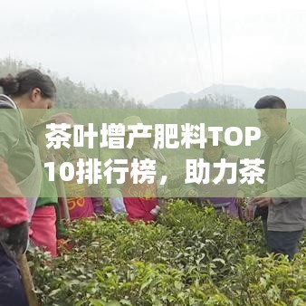 茶叶增产肥料TOP10排行榜,助力茶叶产业蓬勃发展!
