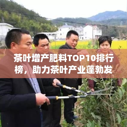 茶叶增产肥料TOP10排行榜,助力茶叶产业蓬勃发展!
