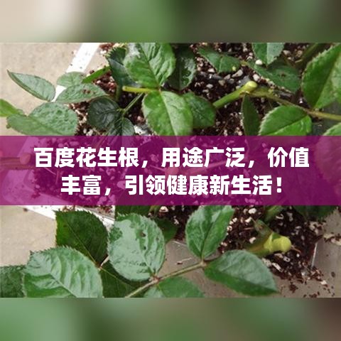 百度花生根,用途广泛,价值丰富,引领健康新生活!