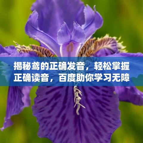揭秘鸢的正确发音，轻松掌握正确读音，百度助你学习无障碍