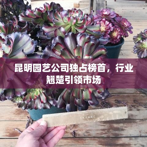 昆明园艺公司独占榜首,行业翘楚引领市场