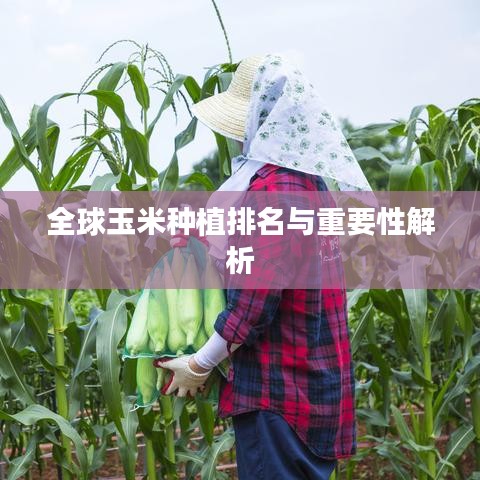 全球玉米种植排名与重要性解析