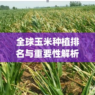 全球玉米种植排名与重要性解析