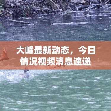 大峰最新动态,今日情况视频消息速递