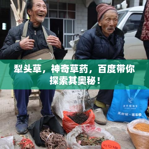 犁头草，神奇草药，百度带你探索其奥秘！
