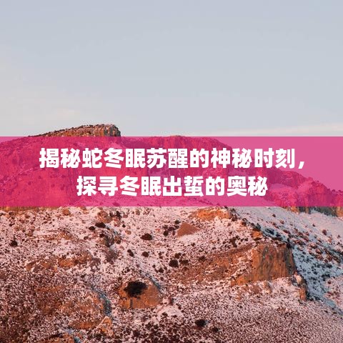 揭秘蛇冬眠苏醒的神秘时刻,探寻冬眠出蜇的奥秘