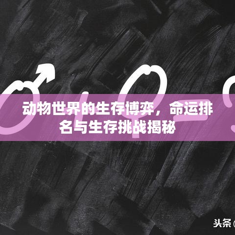 动物世界的生存博弈,命运排名与生存挑战揭秘