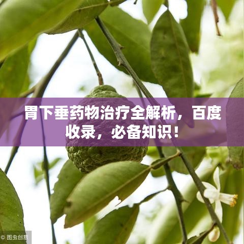 胃下垂药物治疗全解析,百度收录,必备知识!
