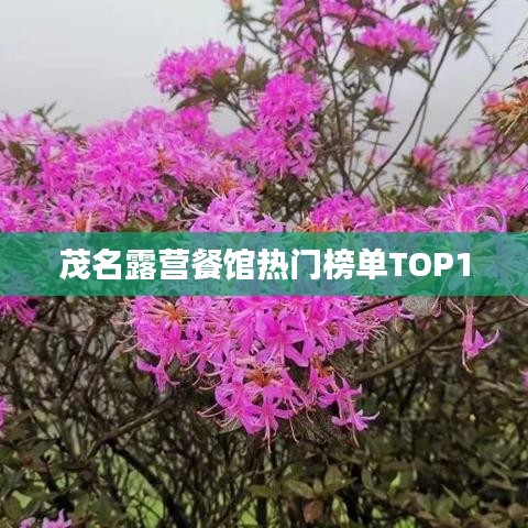 茂名露营餐馆热门榜单TOP10