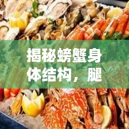 揭秘螃蟹身体结构,腿的数量与奇特构造探索