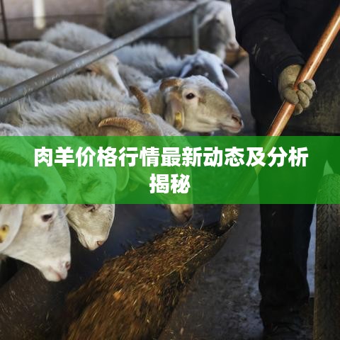 肉羊价格行情最新动态及分析揭秘