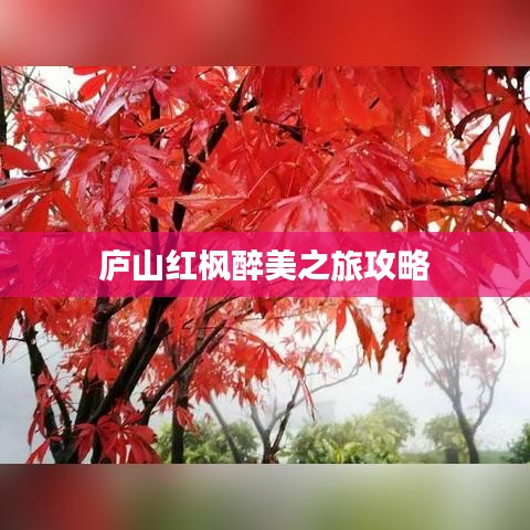 庐山红枫醉美之旅攻略