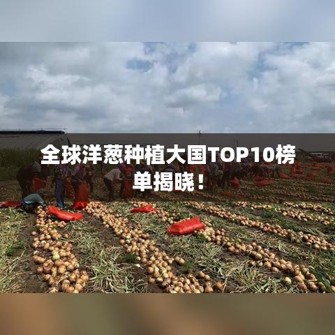 全球洋葱种植大国TOP10榜单揭晓!