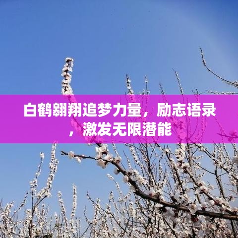 白鹤翱翔追梦力量，励志语录，激发无限潜能