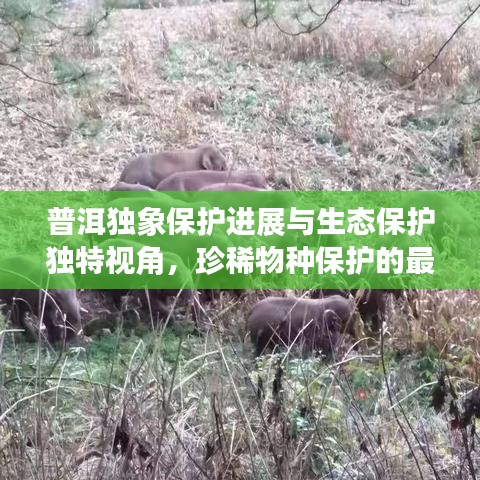 普洱独象保护进展与生态保护独特视角,珍稀物种保护的最新头条新闻