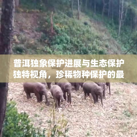 普洱独象保护进展与生态保护独特视角,珍稀物种保护的最新头条新闻