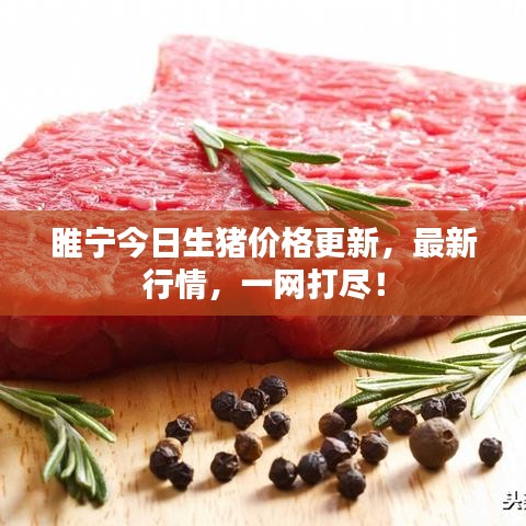 睢宁今日生猪价格更新，最新行情，一网打尽！