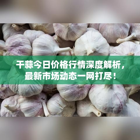 干蒜今日价格行情深度解析，最新市场动态一网打尽！