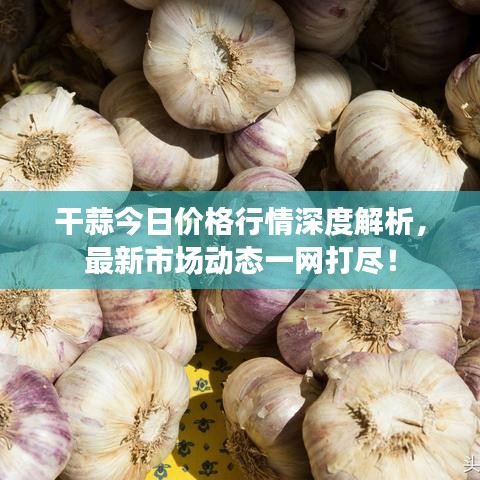 干蒜今日价格行情深度解析,最新市场动态一网打尽!