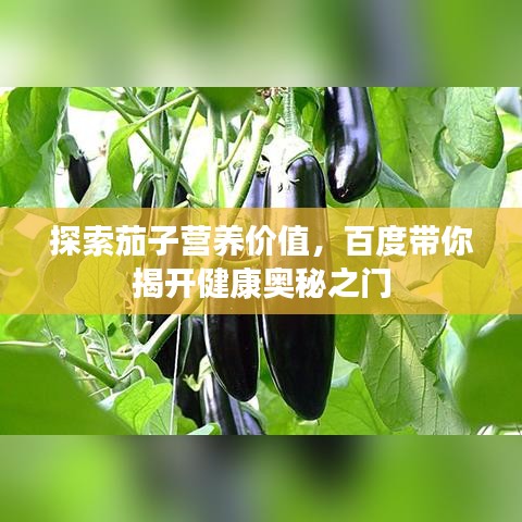 探索茄子营养价值,百度带你揭开健康奥秘之门