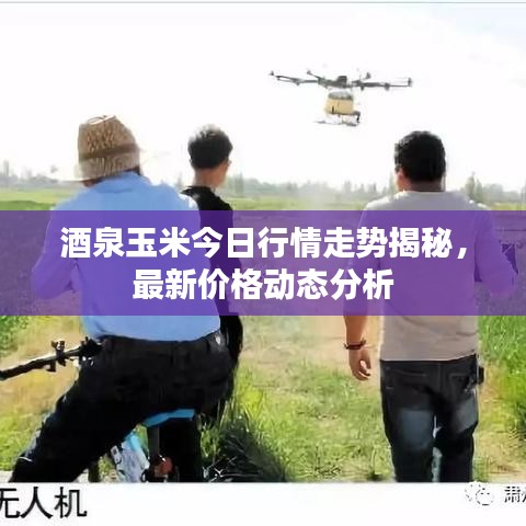 酒泉玉米今日行情走势揭秘,最新价格动态分析