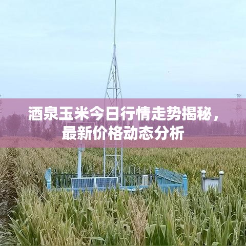 酒泉玉米今日行情走势揭秘,最新价格动态分析