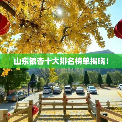 山东银杏十大排名榜单揭晓!