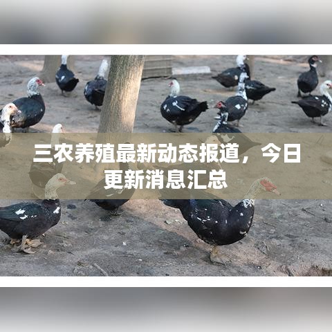 三农养殖最新动态报道,今日更新消息汇总
