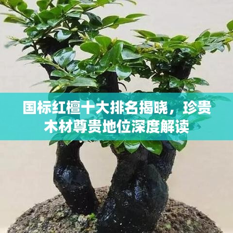 国标红檀十大排名揭晓,珍贵木材尊贵地位深度解读