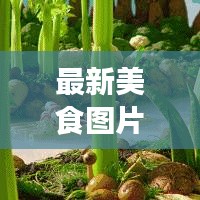 最新美食图片大放送,让你一饱眼福!