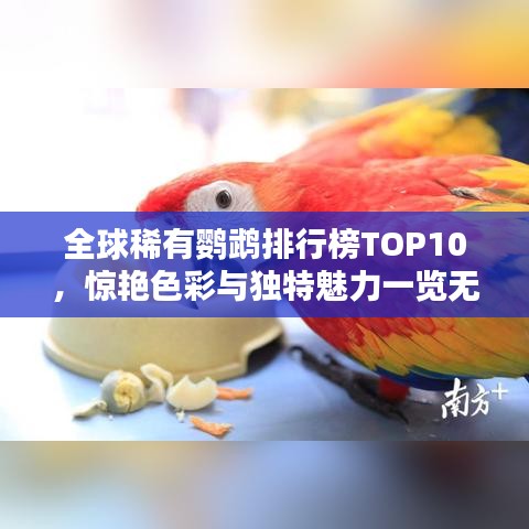 全球稀有鹦鹉排行榜TOP10,惊艳色彩与独特魅力一览无遗