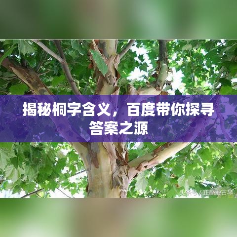 揭秘桐字含义,百度带你探寻答案之源