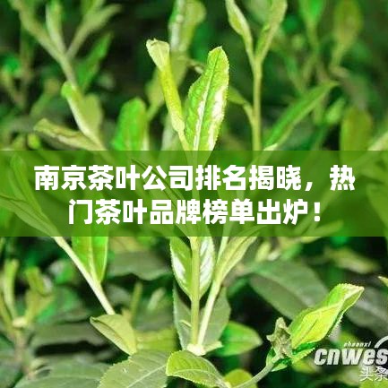 南京茶叶公司排名揭晓,热门茶叶品牌榜单出炉!