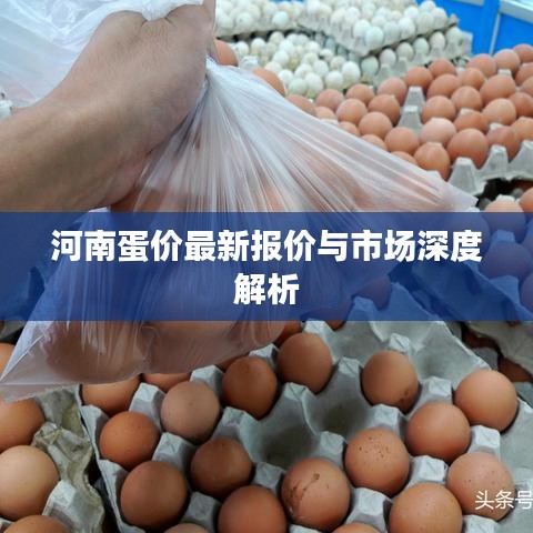 河南蛋价最新报价与市场深度解析