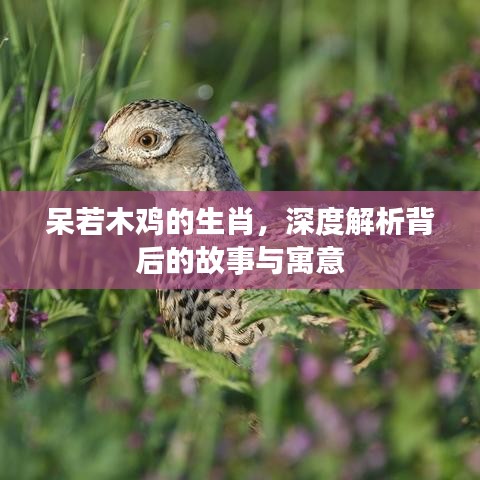 呆若木鸡的生肖,深度解析背后的故事与寓意