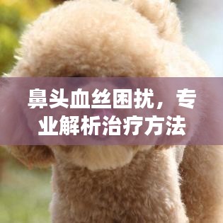 鼻头血丝困扰，专业解析治疗方法，百度来解答